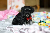 Charlie, a male Miniature Schnauzer for sale in Fresno, OH – Photo 6 of 8