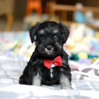 Charlie, a male Miniature Schnauzer for sale in Fresno, OH – Photo 1 of 8