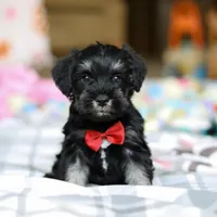 Charlie, a male Miniature Schnauzer for sale in Fresno, OH – Photo 7 of 8