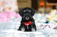 Charlie, a male Miniature Schnauzer for sale in Fresno, OH – Photo 7 of 8