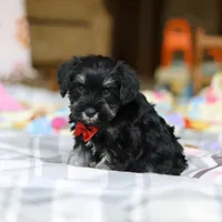 Charlie, a male Miniature Schnauzer for sale in Fresno, OH – Photo 5 of 8