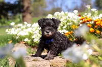 Mason, a male Miniature Schnauzer for sale in Fresno, OH – 2 of 7
