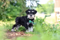 Jack, a male Miniature Schnauzer for sale in Fresno, OH – 3 of 8