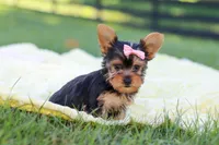 Macy, a female Yorkshire Terrier for sale in Fresno, OH – 6 of 9