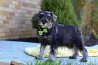 Cruz, a male Miniature Schnauzer for sale in Fresno, OH – Photo 3 of 3