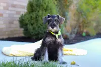 Cruz, a male Miniature Schnauzer for sale in Fresno, OH – Photo 1 of 3