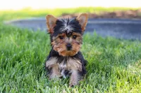 Drake, a male Yorkshire Terrier for sale in Fresno, OH – 8 of 10