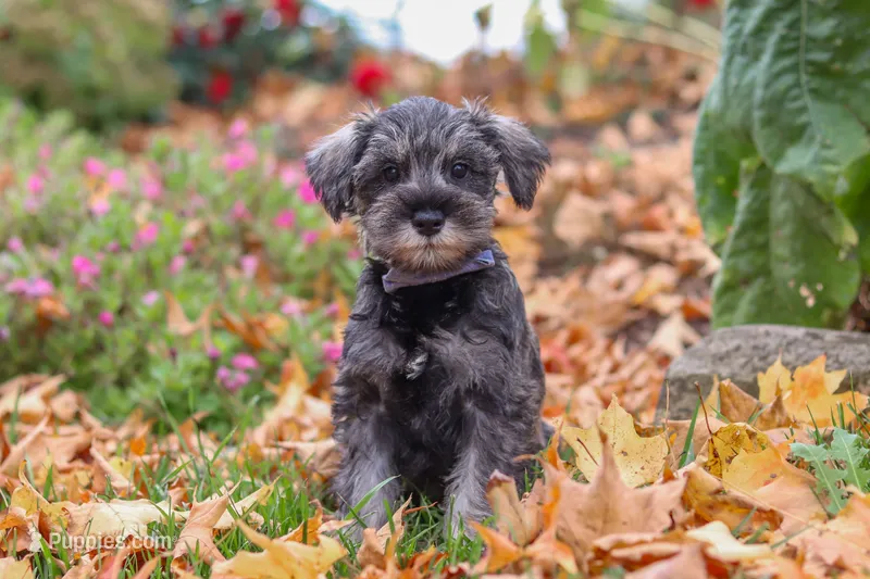 Theo – Miniature Schnauzer puppy for sale in Fresno, OH