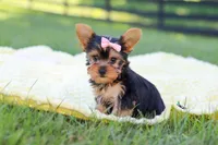 Macy, a female Yorkshire Terrier for sale in Fresno, OH – 7 of 9
