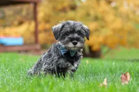 Leo, a male Miniature Schnauzer for sale in Fresno, OH – 5 of 8