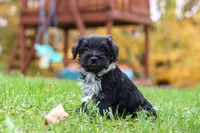 Jude, a male Miniature Schnauzer for sale in Fresno, OH – 5 of 7