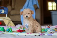 Max, a male Havapoo for sale in Fresno, OH – Photo 1 of 4