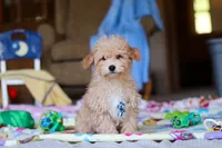 Max, a male Havapoo for sale in Fresno, OH – Photo 2 of 4