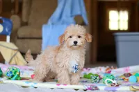 Max, a male Havapoo for sale in Fresno, OH – Photo 3 of 4