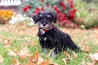 Otto, a male Miniature Schnauzer for sale in Fresno, OH – 3 of 7