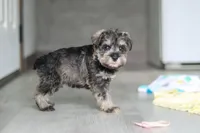 Clementine, a female Miniature Schnauzer for sale in Fresno, OH – 7 of 10