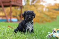 Jude, a male Miniature Schnauzer for sale in Fresno, OH – 1 of 7