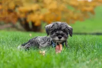 Leo, a male Miniature Schnauzer for sale in Fresno, OH – 3 of 8