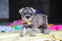 Henry, a male Miniature Schnauzer for sale in Fresno, OH – 4 of 10