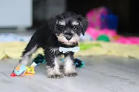 Arthur, a male Miniature Schnauzer for sale in Fresno, OH – 2 of 7