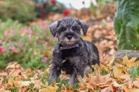 Theo, a male Miniature Schnauzer for sale in Fresno, OH – 3 of 8