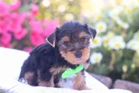 Zeke, a male Yorkshire Terrier for sale in Fresno, OH – Photo 2 of 7
