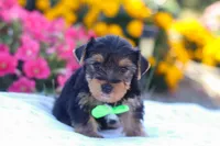 Zeke, a male Yorkshire Terrier for sale in Fresno, OH – Photo 3 of 7