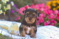 Zeke, a male Yorkshire Terrier for sale in Fresno, OH – Photo 6 of 7
