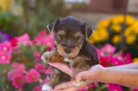 Zeke, a male Yorkshire Terrier for sale in Fresno, OH – Photo 7 of 7