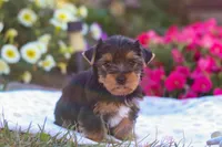 Zeke, a male Yorkshire Terrier for sale in Fresno, OH – Photo 5 of 7