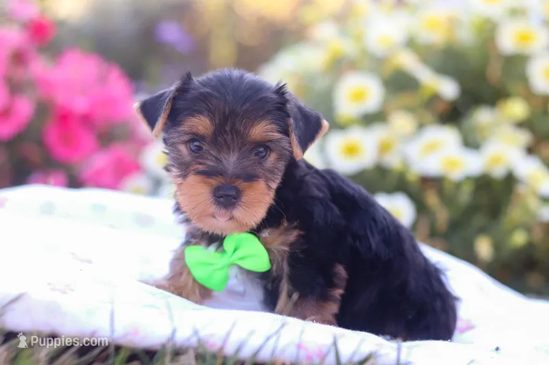 Zeke, a male Yorkshire Terrier for sale in Fresno, OH – Photo 1 of 7
