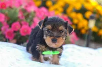 Zeke, a male Yorkshire Terrier for sale in Fresno, OH – Photo 4 of 7