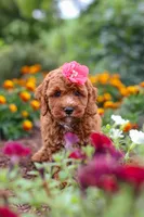 Aspen, a female Cavapoo for sale in Fresno, OH – 2 of 10