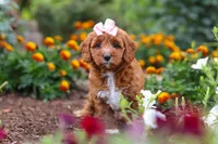 Dixie, a female Cavapoo for sale in Fresno, OH – 2 of 10