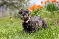 Navy, a female Miniature Schnauzer for sale in Fresno, OH – 5 of 7