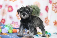 Navy, a female Miniature Schnauzer for sale in Fresno, OH – Photo 5 of 5
