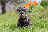 Navy, a female Miniature Schnauzer for sale in Fresno, OH – 3 of 7