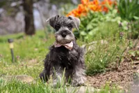Navy, a female Miniature Schnauzer for sale in Fresno, OH – 1 of 7