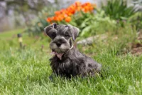 Navy, a female Miniature Schnauzer for sale in Fresno, OH – 4 of 7