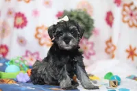 Navy, a female Miniature Schnauzer for sale in Fresno, OH – Photo 3 of 5