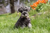 Navy, a female Miniature Schnauzer for sale in Fresno, OH – 2 of 7