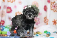 Navy, a female Miniature Schnauzer for sale in Fresno, OH – Photo 4 of 5