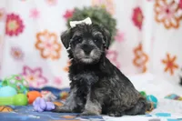 Navy, a female Miniature Schnauzer for sale in Fresno, OH – Photo 2 of 5