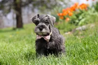 Navy, a female Miniature Schnauzer for sale in Fresno, OH – 6 of 7