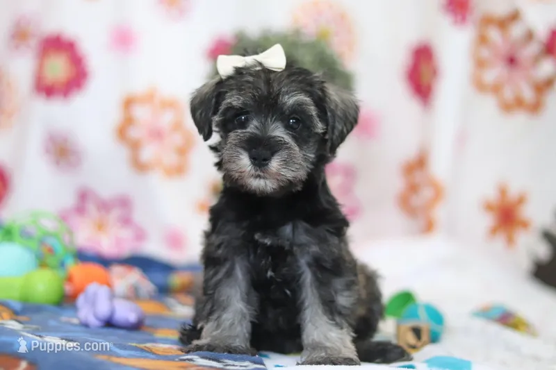 Navy – Miniature Schnauzer puppy for sale in Fresno, OH