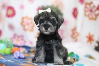 Navy, a female Miniature Schnauzer for sale in Fresno, OH – Photo 1 of 5