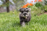 Navy, a female Miniature Schnauzer for sale in Fresno, OH – 7 of 7