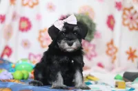 Vera, a female Miniature Schnauzer for sale in Fresno, OH – Photo 3 of 5