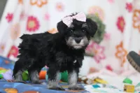 Vera, a female Miniature Schnauzer for sale in Fresno, OH – Photo 4 of 5