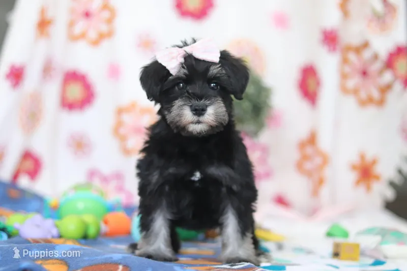 Vera – Miniature Schnauzer puppy for sale in Fresno, OH